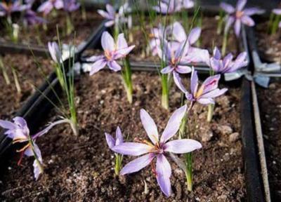 کاشت زعفران در گلدان و نکاتی که باید در این مورد بدانید کاشت زعفران در گلدان و نکاتی که باید در این مورد بدانید