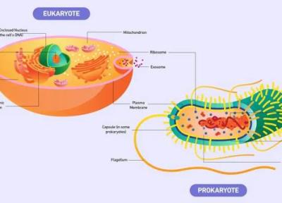 تفاوت پروکاریوت و یوکاریوت؛ سفری به اعماق مهندسی سلولی و اسرار حیات تفاوت پروکاریوت و یوکاریوت؛ سفری به اعماق مهندسی سلولی و اسرار حیات