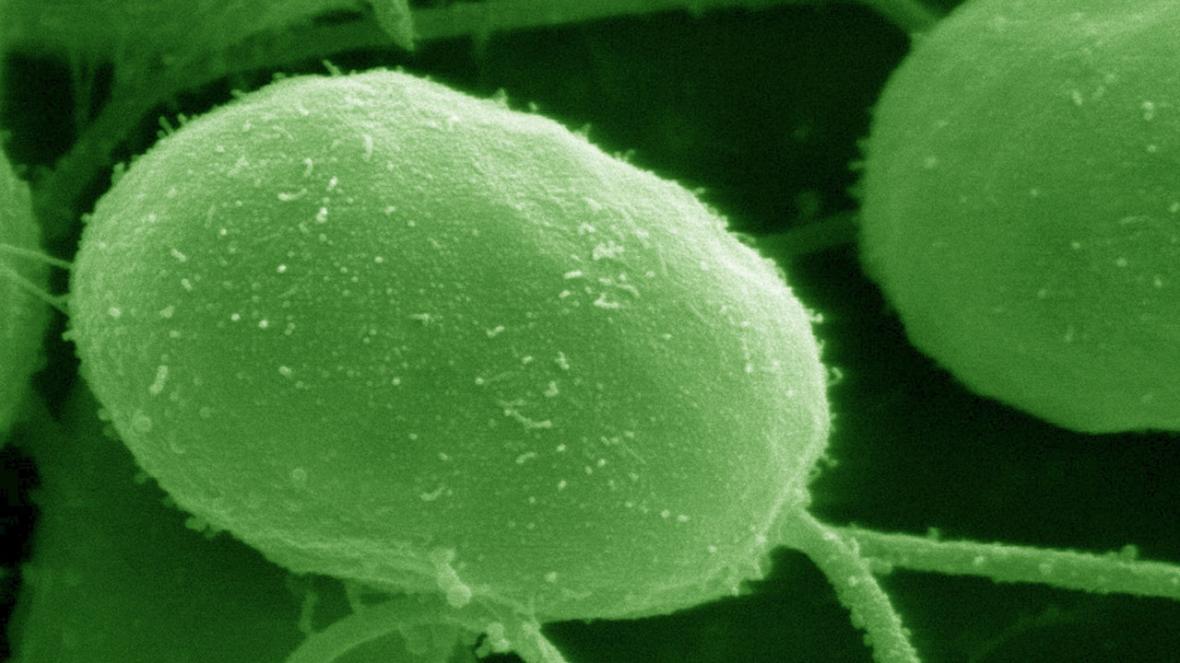 ساخت میکروموتوری که برای اختلال های قابل کنترل اهداف زیستی مناسب است