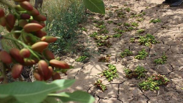 خسارت بیش از 9 هزار میلیارد ریالی حوادث به کشاورزی خراسان رضوی