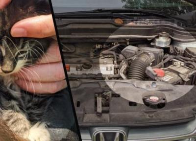 نجات گربه گیر کرده در موتور خودرو