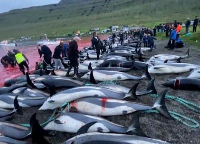 جنجال کشتار 1400 دلفین پهلو سفید