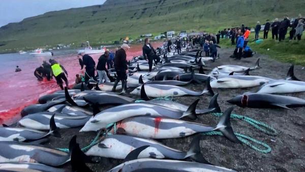 جنجال کشتار 1400 دلفین پهلو سفید